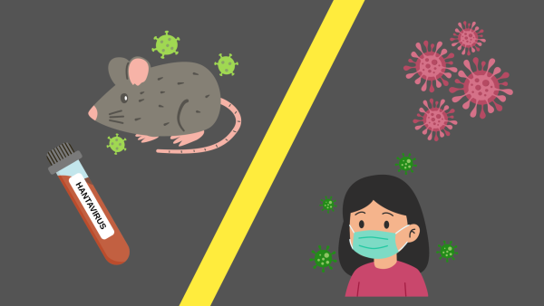 Hantavirus: what to know